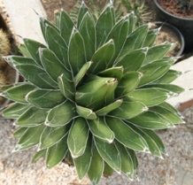 agave_victoria-regina